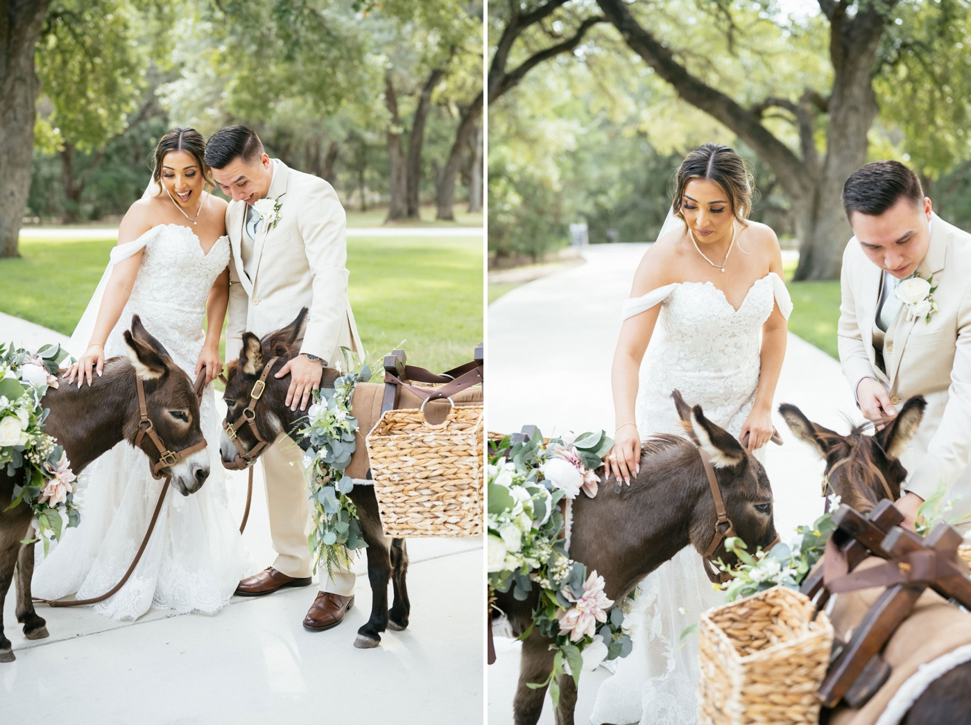 Bride and groom petting donkey's with floral garlands around their neck and baskets attached to their backs